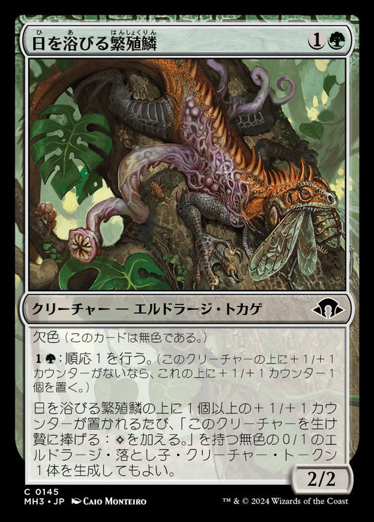 naokuroshop MTG [MH3][0145][緑][C][JP][日を浴びる繁殖鱗/Basking Broodscale]（foil） NM