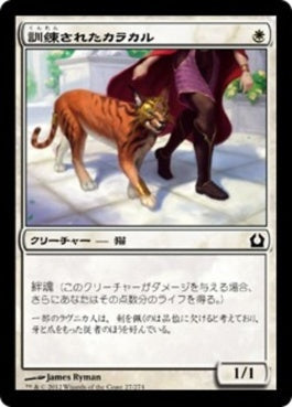 naokuroshop MTG [RTR][027][白][C][JP][訓練されたカラカル/Trained Caracal] NM