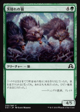 naokuroshop MTG [SOI][232][緑][C][JP][茨隠れの狼/Thornhide Wolves] NM