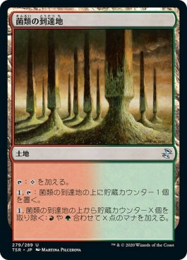 naokuroshop MTG [TSR][279][土地][U][JP][菌類の到達地/Fungal Reaches] NM