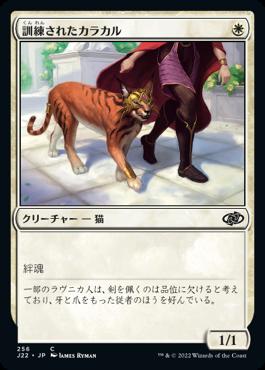 naokuroshop MTG [J22][256][白][C][JP][訓練されたカラカル/Trained Caracal] NM